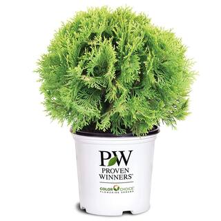 PROVEN WINNERS 2 Gal. Anna's Magic Ball Arborvitae Evergreen Shrub 18179