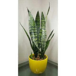 Sansevieria Snake Plant (Black Coral) in 6 in. Growers Pot SanBlk006