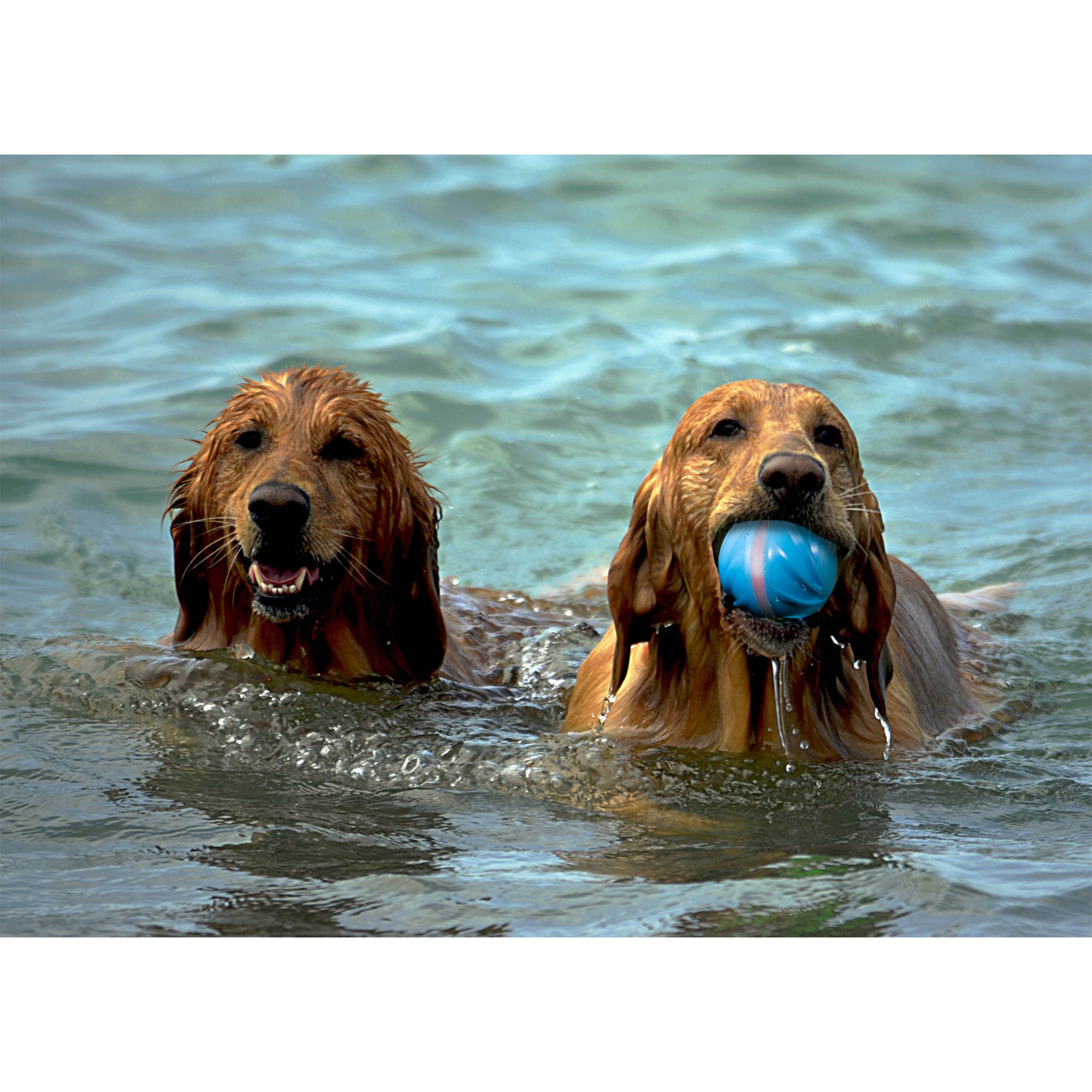 Cheerble Wicked Cyclone Indoor Outdoor Automatic Interactive Dog Toy Ball, Blue