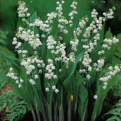 Classy Groundcovers - Lily of the Valley May Lily， May Bells， Lily Constancy， Ladder-to-Heaven， Male Lily， Muguet， Our Lady's Tears {25 Bare Root Plants}