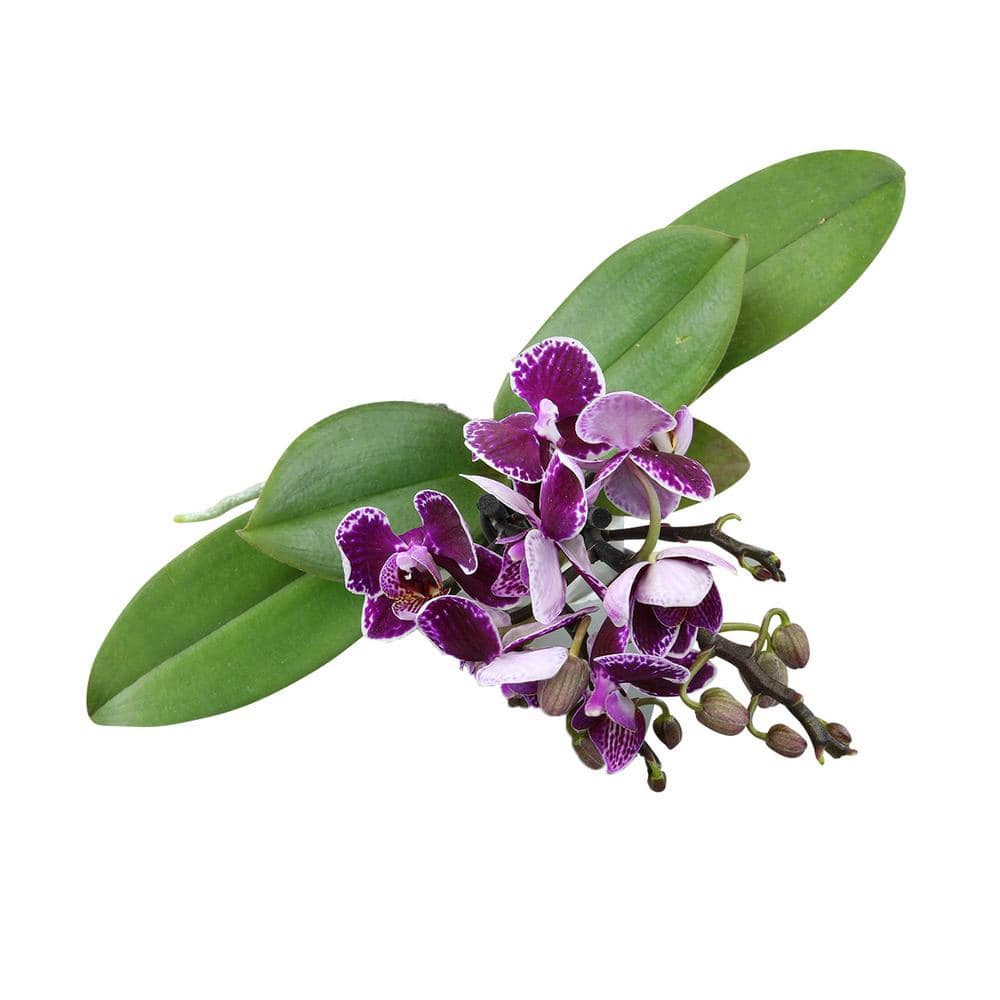 ALTMAN PLANTS 3.5 in. Purple Orchid (Phalaenopsis) Live House Plant in White Ceramic Pot 0873007