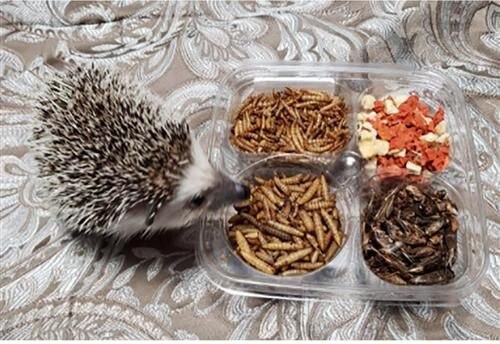 Exotic Nutrition Hedgehog Variety Pack Small Pet Treats