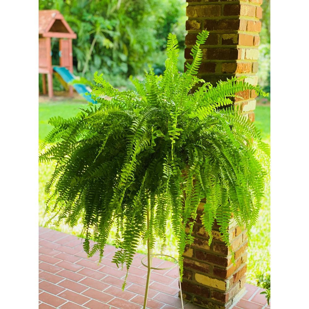 Pure Beauty Farms 2.5 Qt. Boston Fern Plant in 8 In. Hanging Basket DC8HBFERN