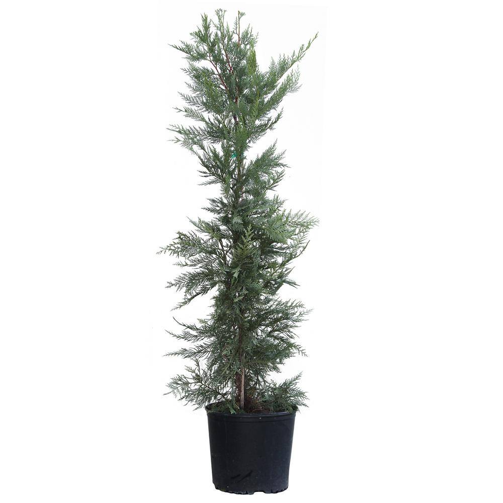 Brighter Blooms 3 Gal. Evergreen Leyland Cypress Trees CYP-LEY-34