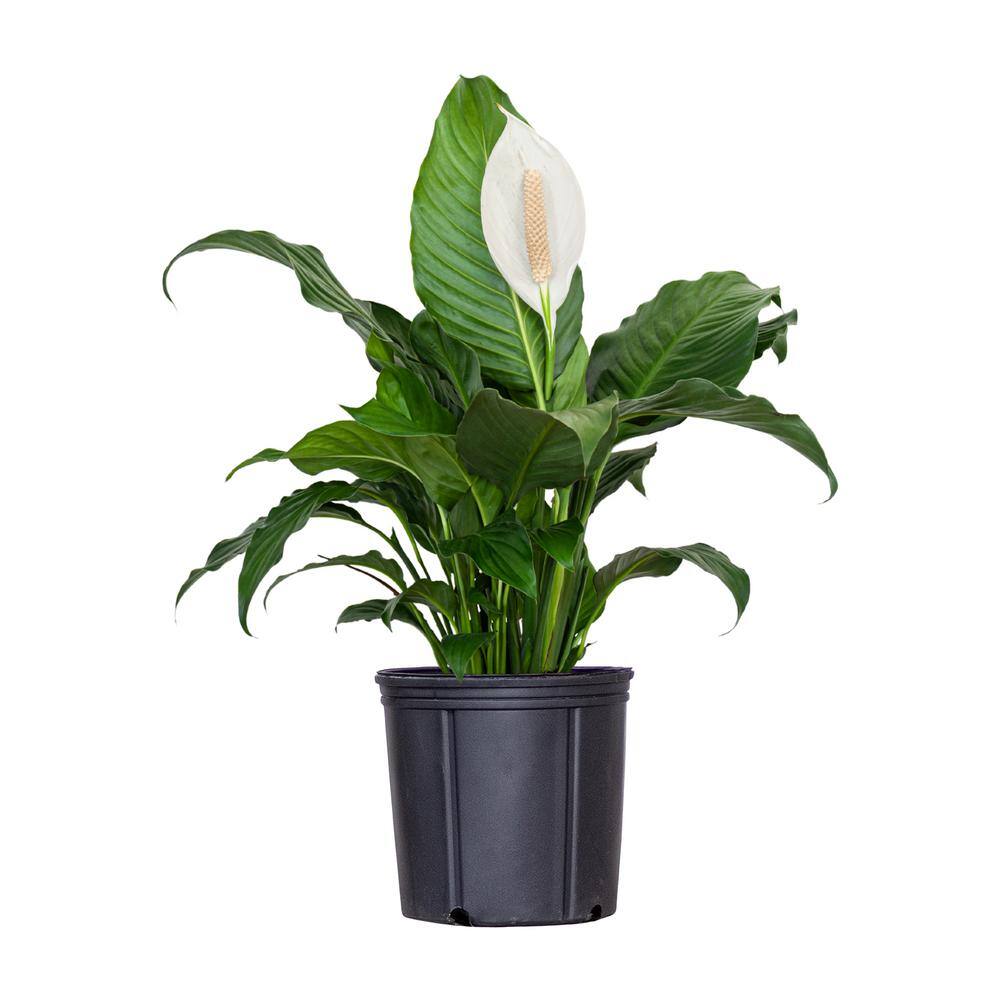 United Nursery Peace Lily Spathiphyllum Sympathy Live Plant in 9.25 inch Grower Pot 00038