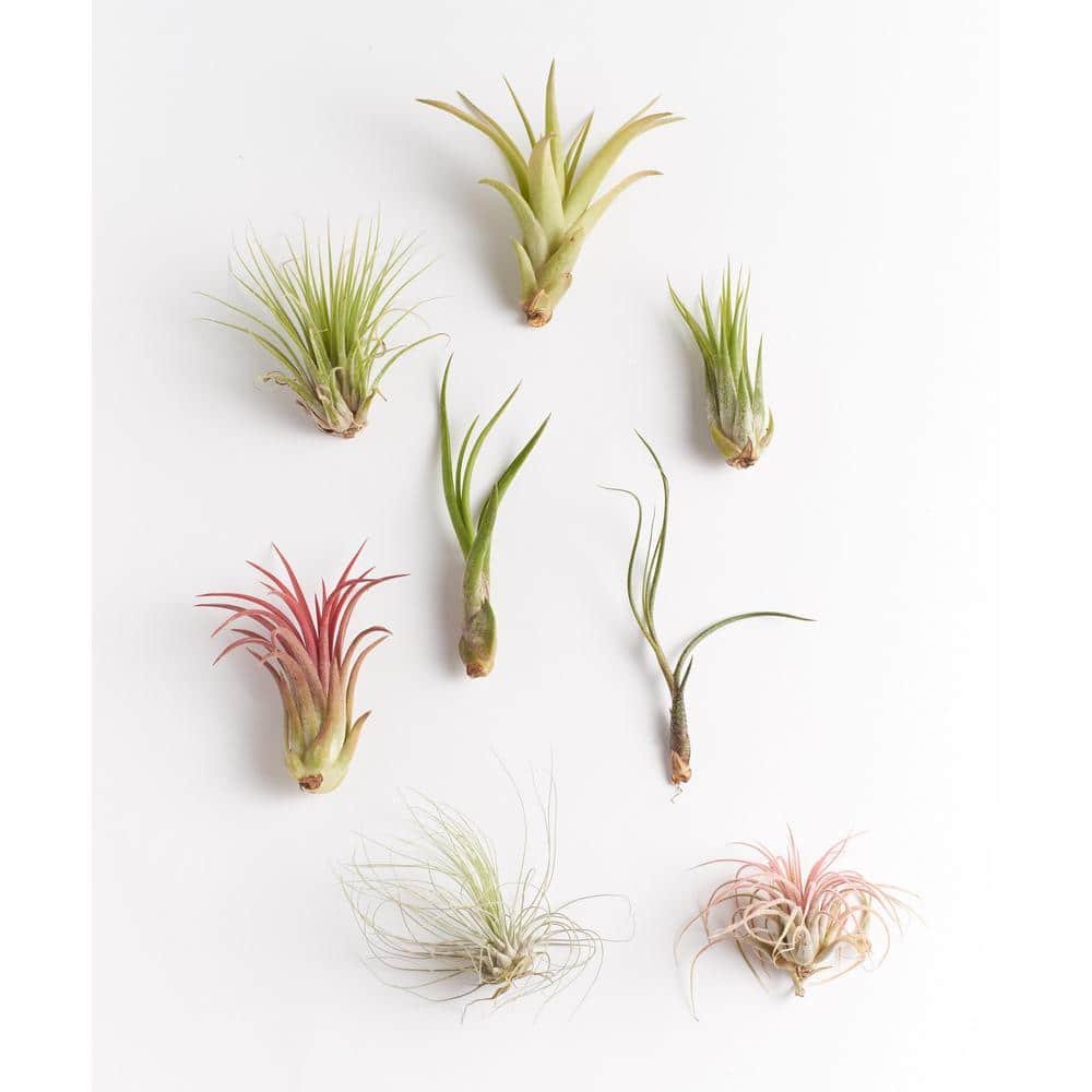 Shop Succulents Assorted Air Plant (8-Pack) 8-AIRP-ASSORT-MED