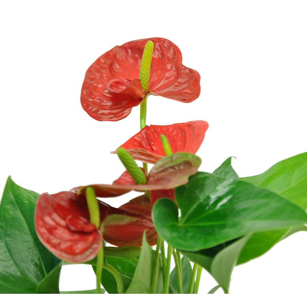 Costa Farms Anthurium Indoor Plant in 4 in. Heart Washable Pot Avg. Shipping Height 1-2 ft. Tall CO.AAD04.WHT