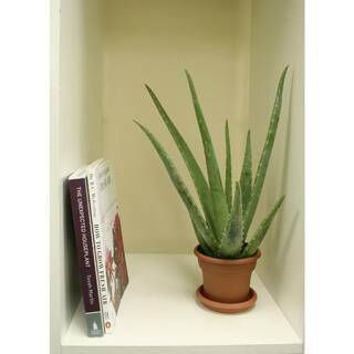 Costa Farms Aloe Vera Indoor Plant in 4 in. Grower Pot Avg. Shipping Height 10 in. Tall 90408