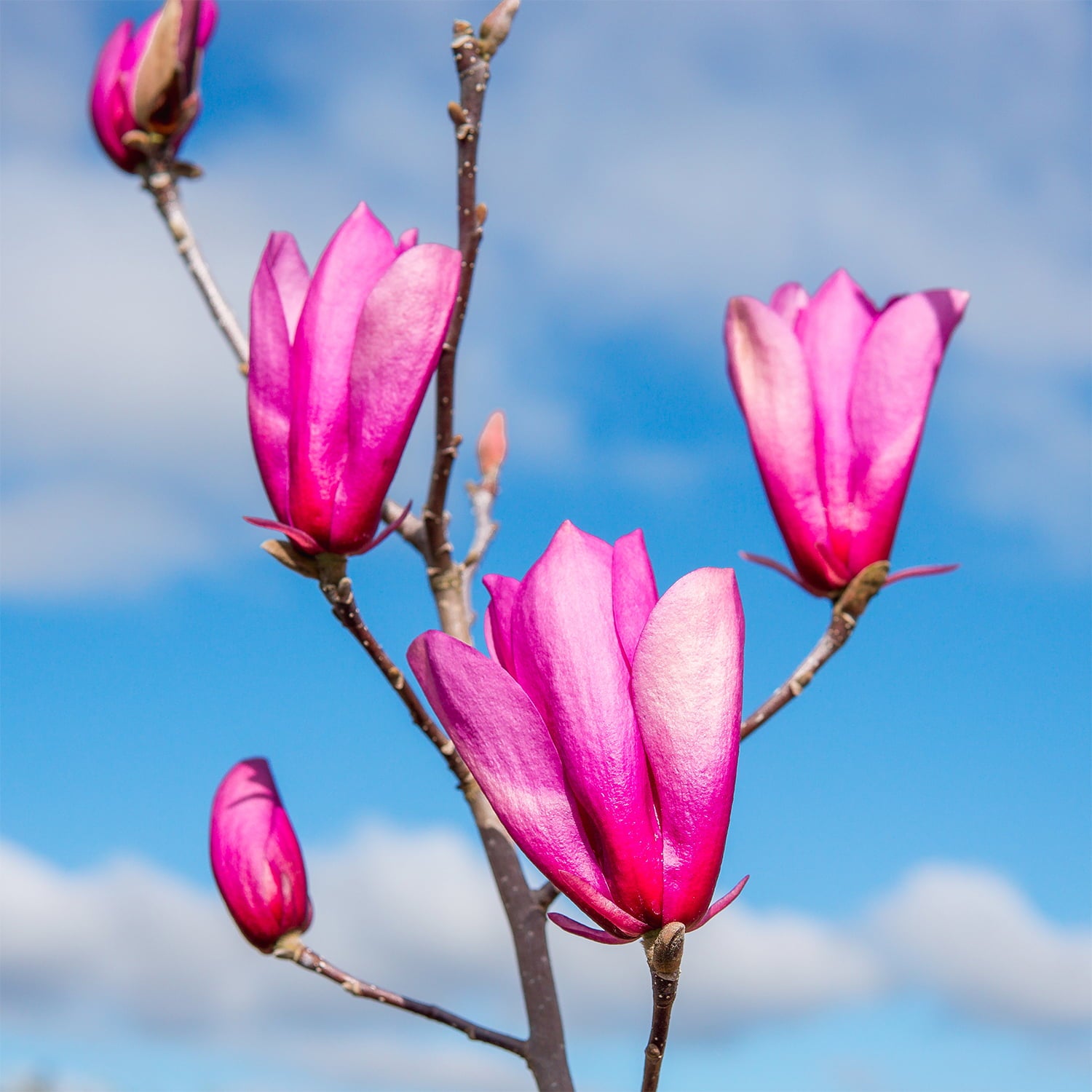 3 Gal. Ann Magnolia - Showy Flowers - Late Blooming