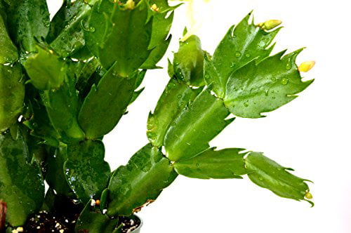 9GreenBox - Rare Yellow Christmas Cactus Plant - Zygocactus - 4