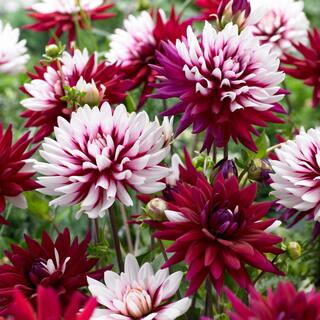 VAN ZYVERDEN Dahlias Rebecca's World Bulbs (Set of 5) 11222