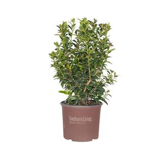 SOUTHERN LIVING 3 Gal. Oakland Holly Tree with Upright Pyramidal Privacy Screen Foliage and Red Winter Berries 30223