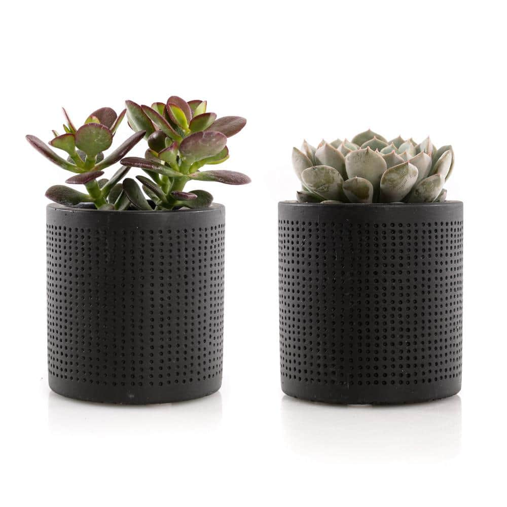 2.5 in. Assorted Succulent Set in Black Dot Pot (2-Pack) SUCCLYAS325SBD