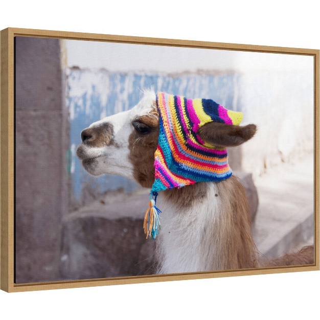 X 16 quot Llama With Colorful Hat By Jutta Riegel Danita Delimont Framed Canvas Wall Art Amanti Art