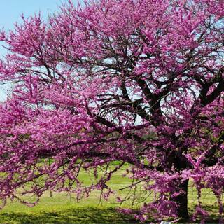 7 Gal. Eastern Redbud Flowering Deciduous Tree with Pink Flowers REDBUD07G