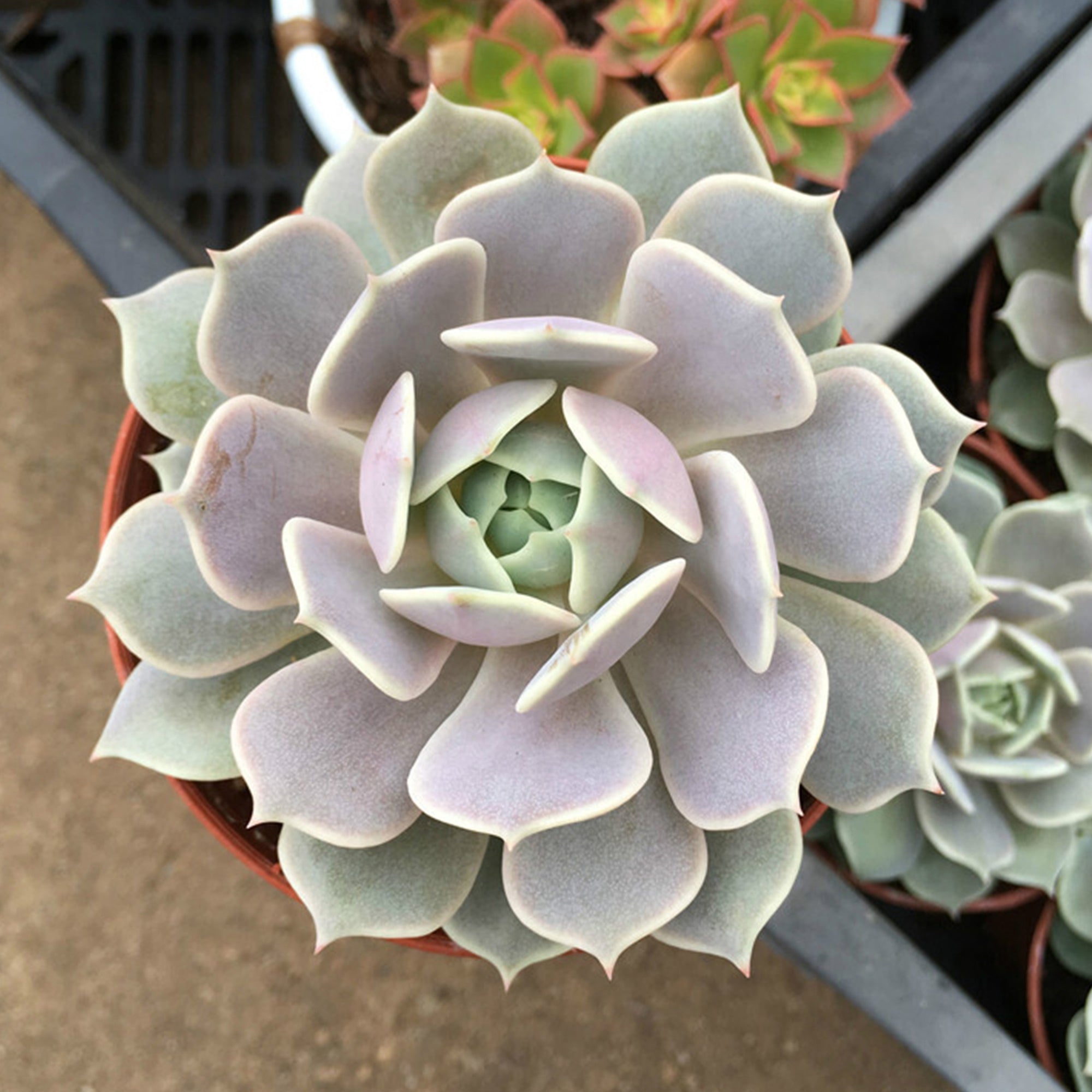 Succulent Live Plant - Echeveria Lola - Home Garden Rare Plant in 2” Planter