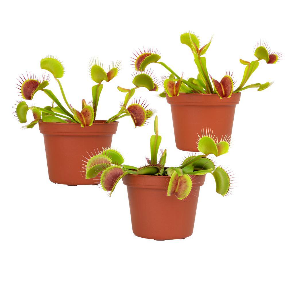 ALTMAN PLANTS 3 in. Venus Flytrap (3-Pack ) 0881352