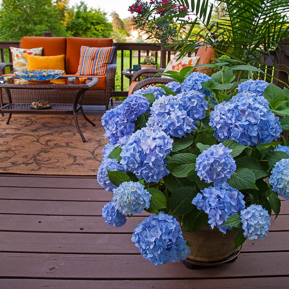 Endless Summer® The Original Reblooming Hydrangea