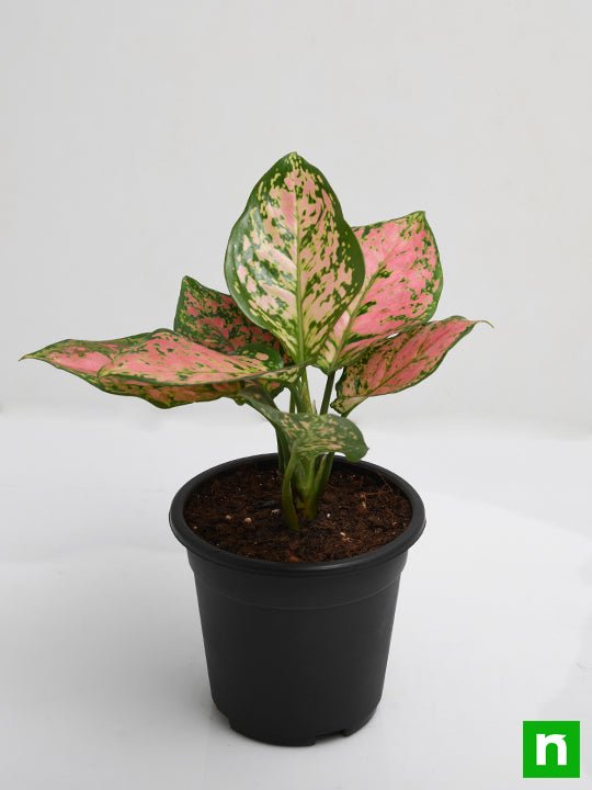 Aglaonema Pink Dalmatian - Plant