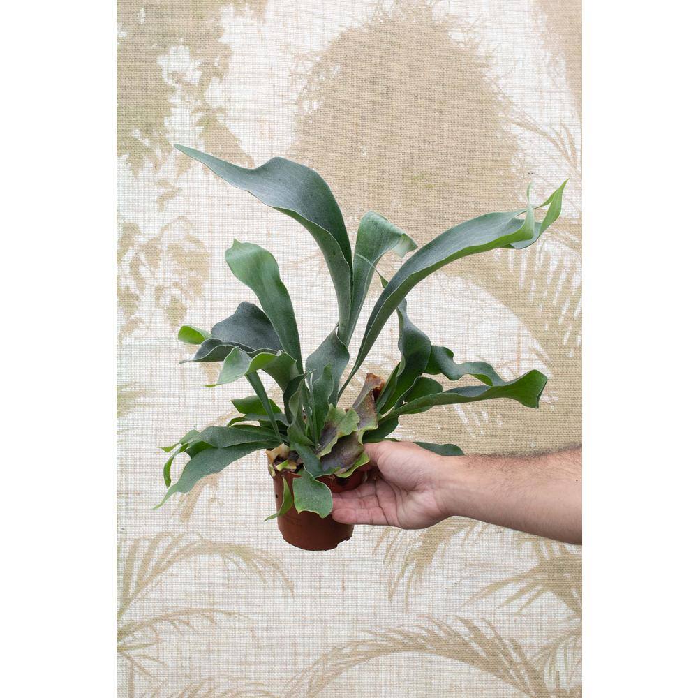 Wekiva Foliage Staghorn Fern Hanging Basket Live Plant in 4 in. Hanging Pot Platycerium Bifurcatum Extremely Rare AQ-42ZQ-ZE16