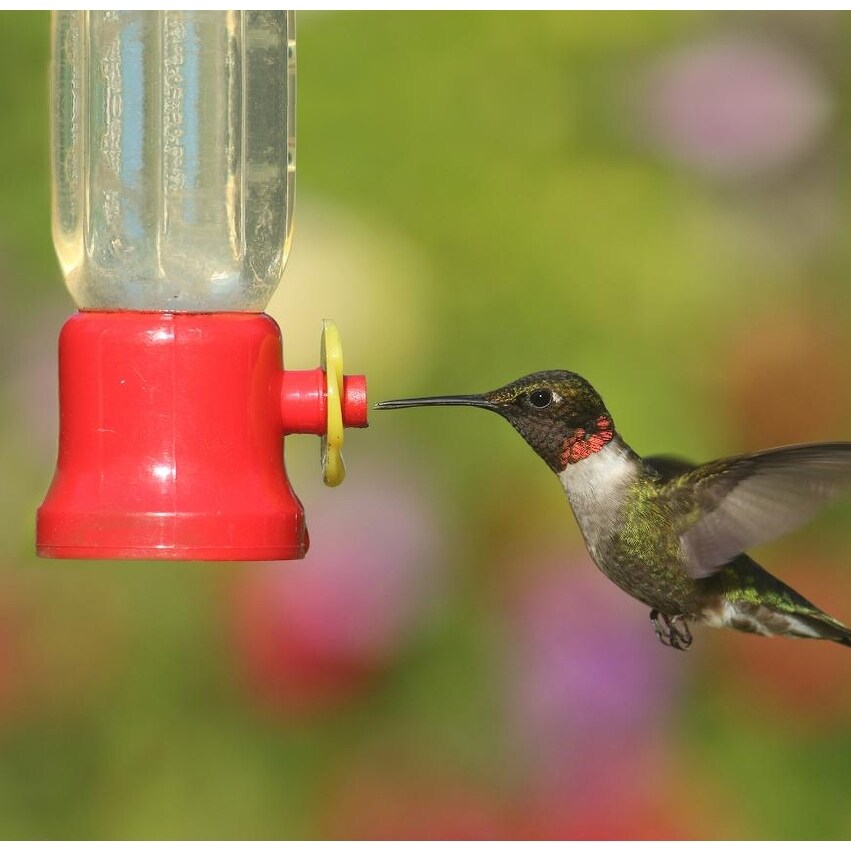 Hanging Hummingbird Feeder   2.2oz