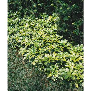 BELL NURSERY 4 in. Pachysandra Live Perennial Groundcover Plant (6-Pack) PACHY4GRE6PK