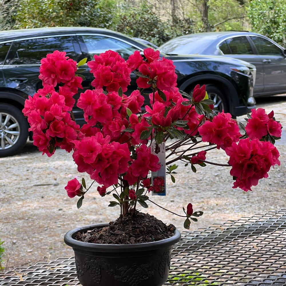 Hershey Red Azalea Bonsai (Live Plant) Indoor/Outdoor Plant