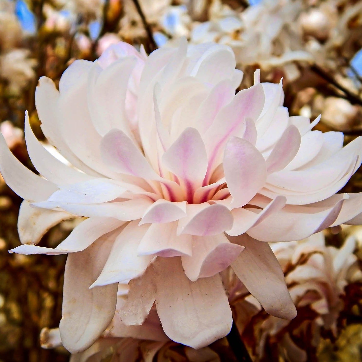 Centennial Blush Magnolia Tree