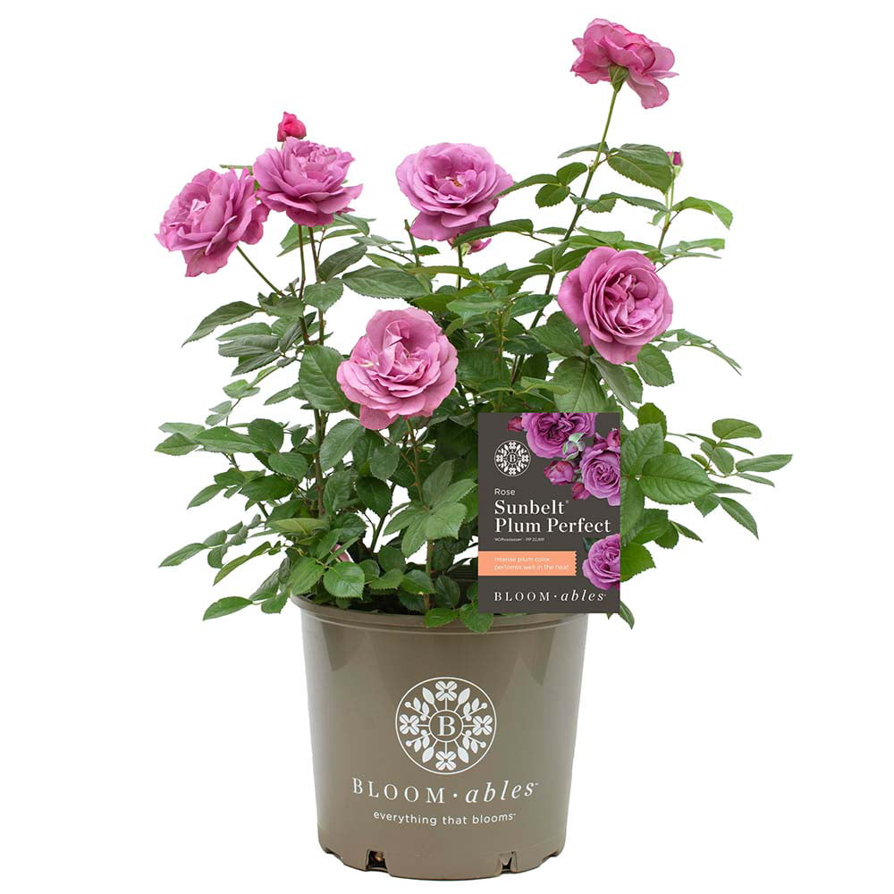 2g Bloomables Rose Sunbelt Plum Perfect Live Shrub