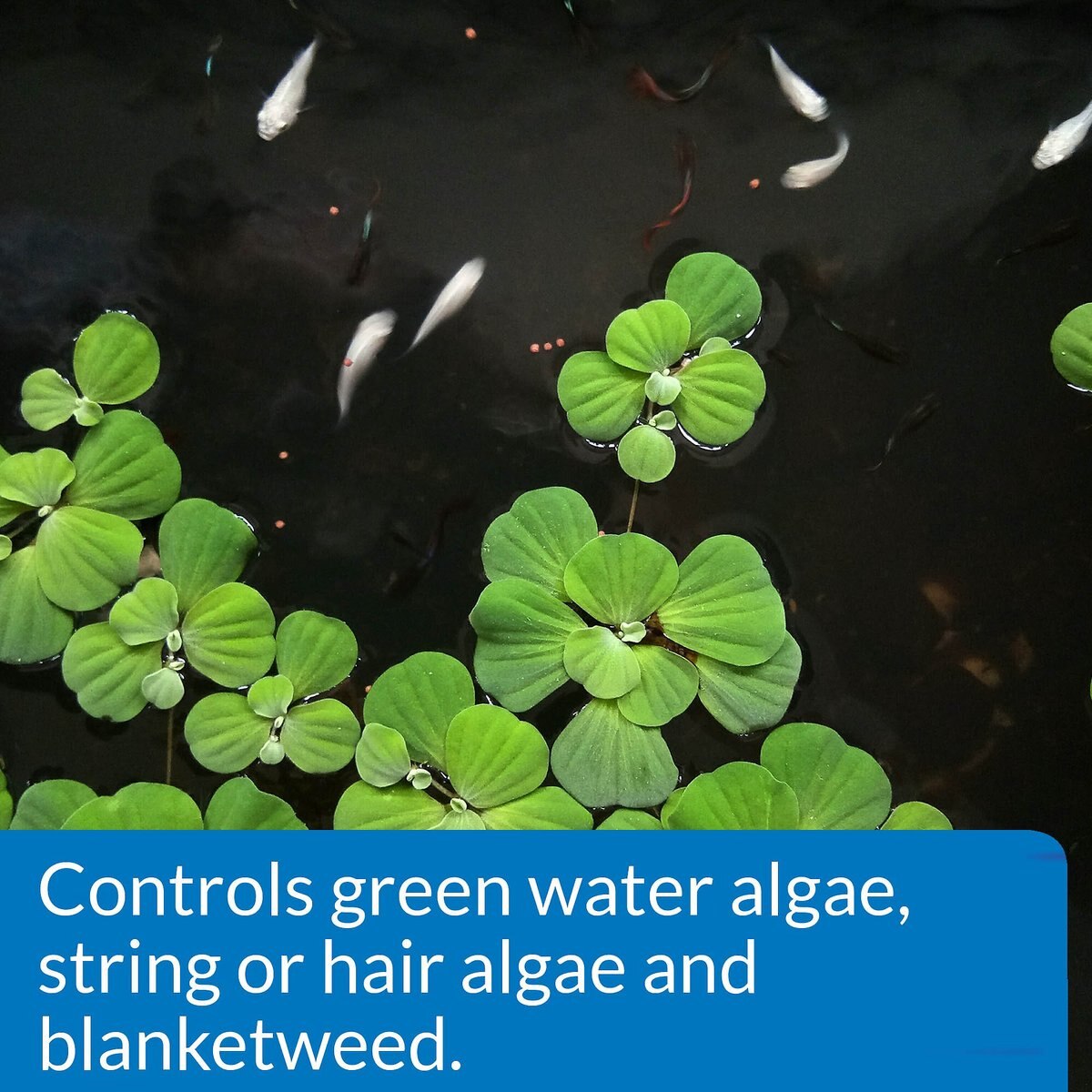 API Pond Algaefix Algae Control Solution