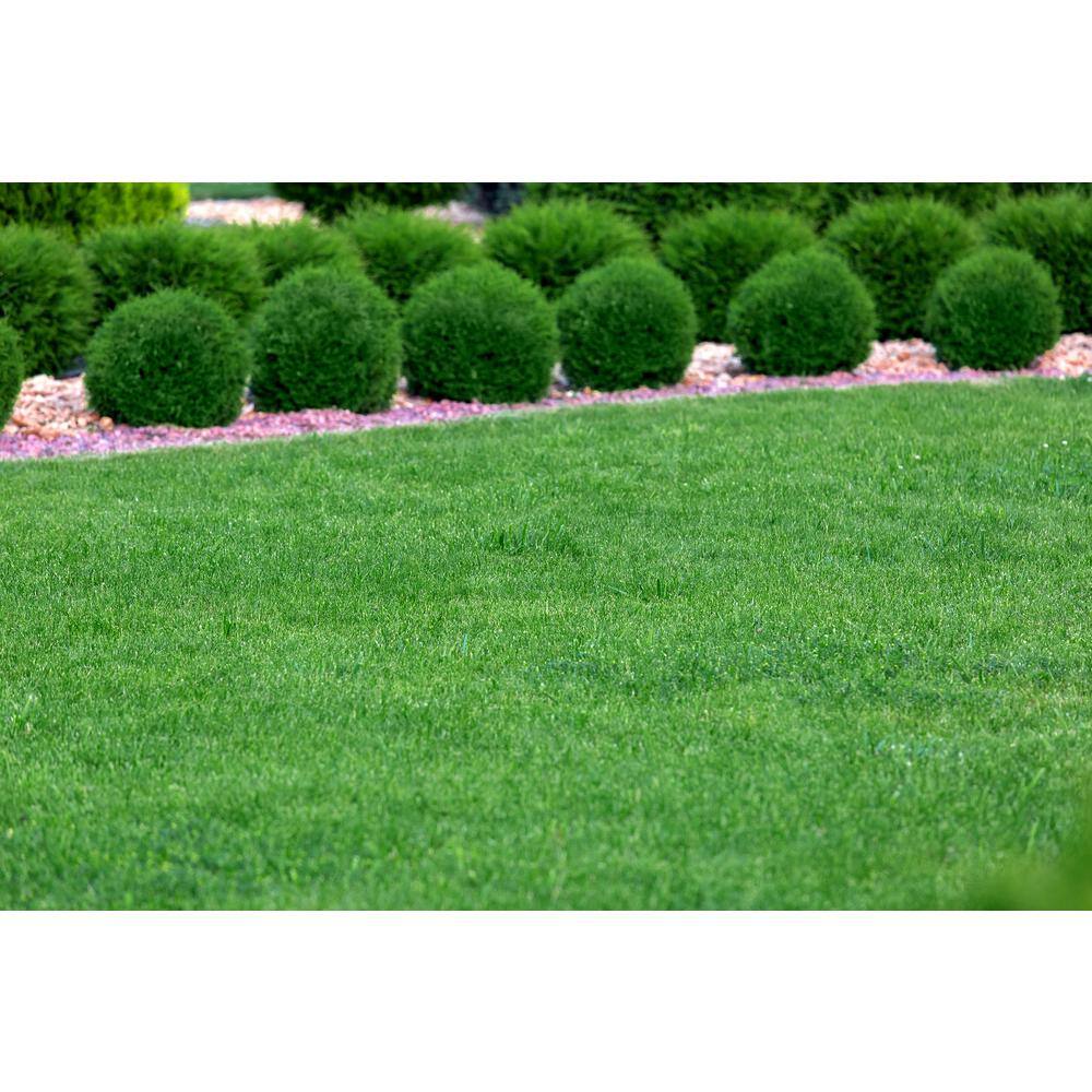 BELL NURSERY 3 Gal. Lyonsville Arborvitae (Thuja occidentalis) Live Evergreen Shrub THUJA3LIN1PK