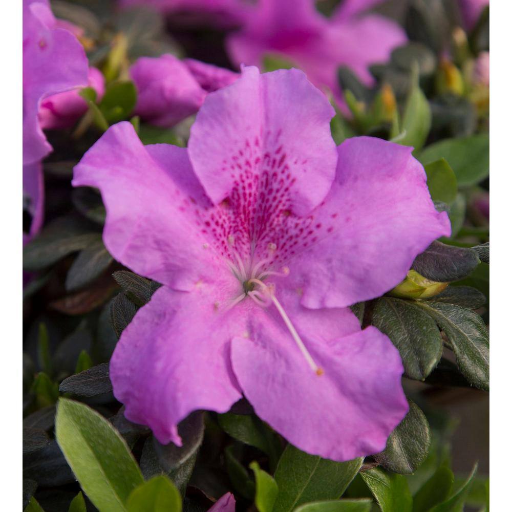 ENCORE AZALEA 1 Gal. Autumn Lilac Encore Azalea Shrub with Lavender Purple Reblooming Flowers 80331