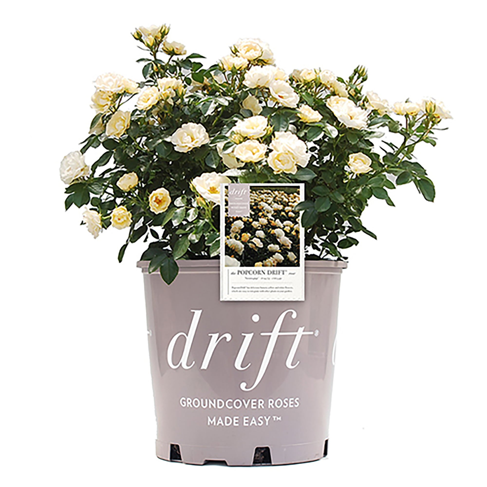 Drift Popcorn Rose Live Shrub (2 Gallon)