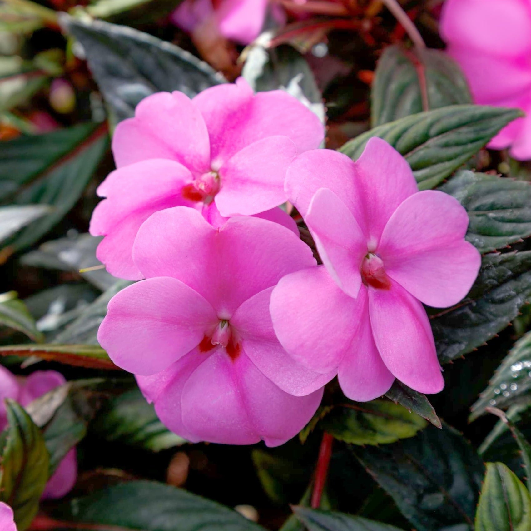 Impatiens Jumbo Splash Vigorous Lavender 3- piece