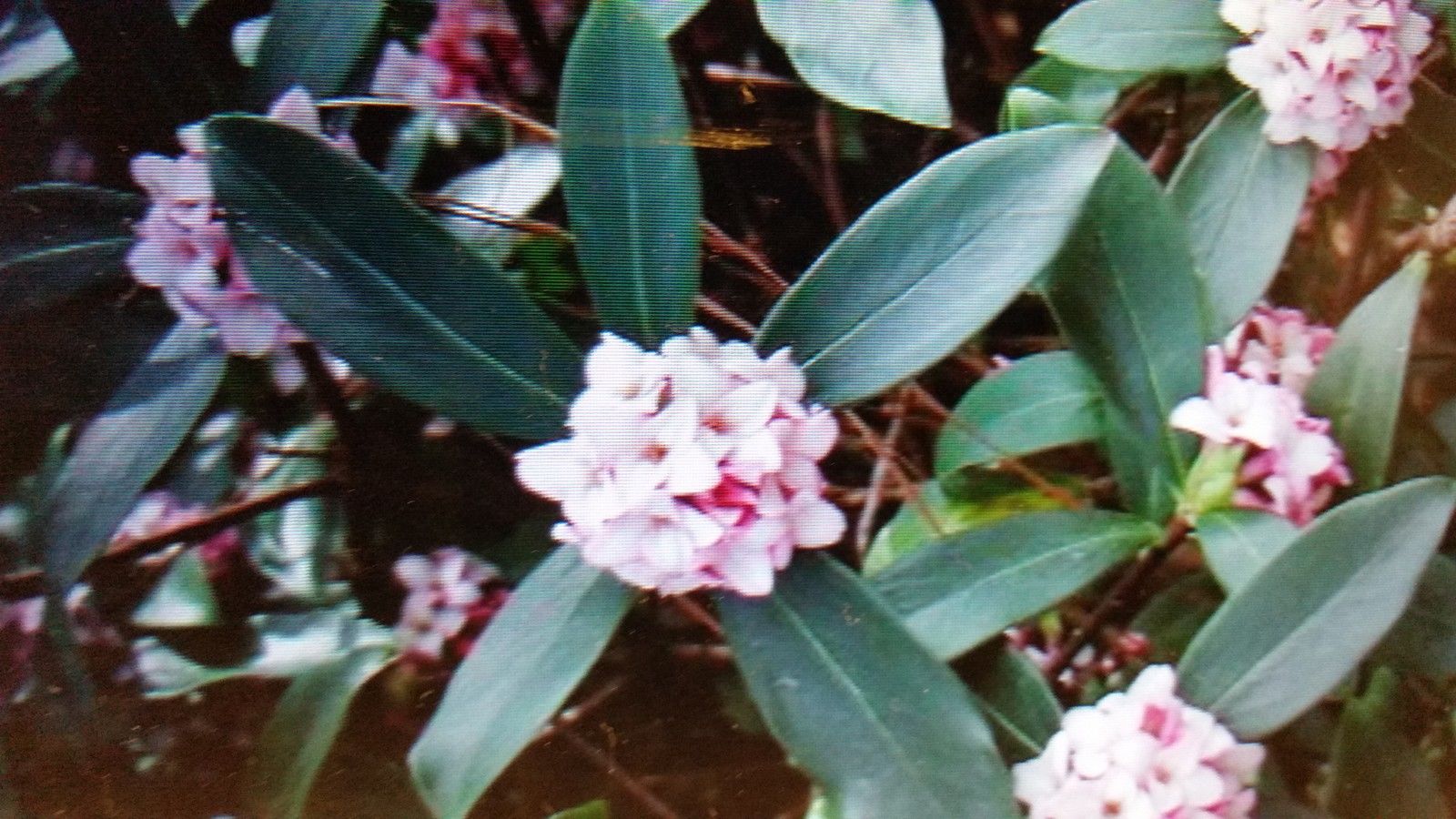 Daphne, Marginated Pink, Most Exotic Fragrant Pink