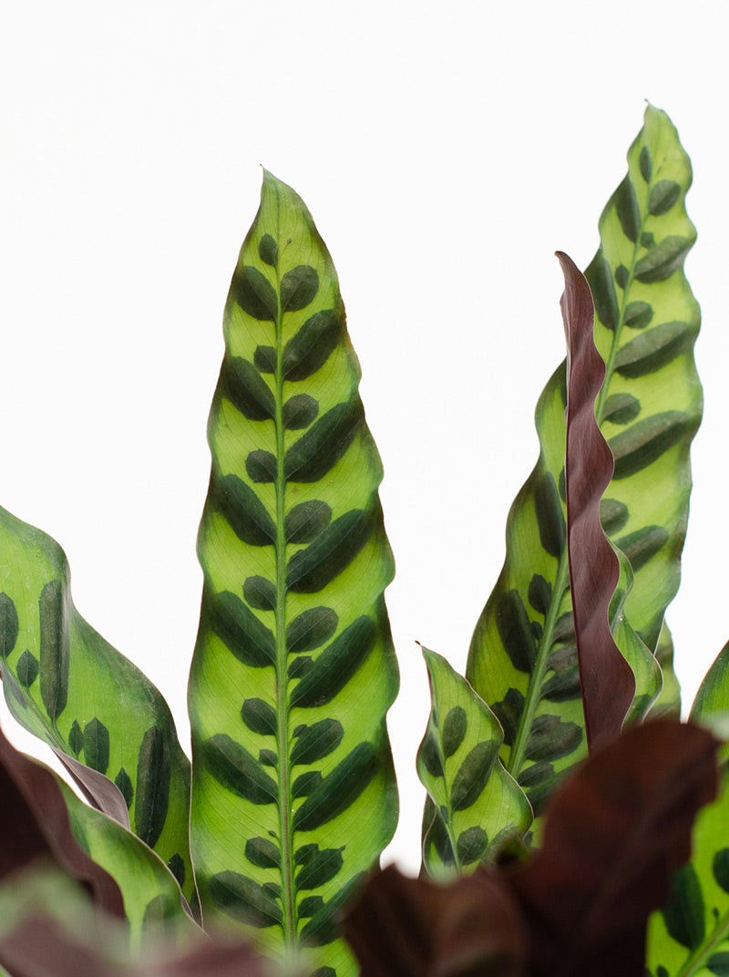 Rattlesnake Calathea - Live Plant in a 4 inch Pot - Calathea Lancifolia - Beautiful Air Purifying Indoor Houseplant