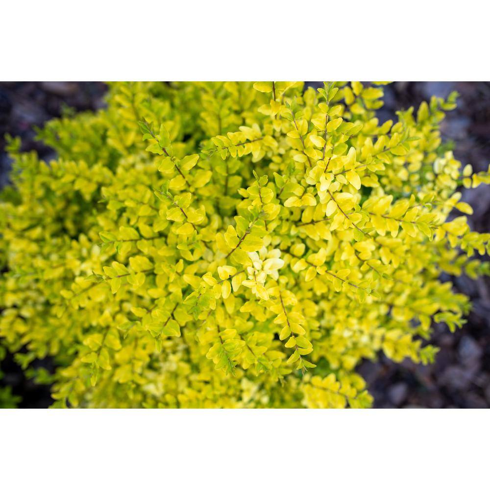SOUTHERN LIVING 3 Gal. Sunshine Ligustrum Golden Privet Live Shrub with Golden-Yellow Foliage (1-Pack) LIGUS2SGP1PK