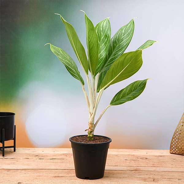 Aglaonema Stripes - Plant