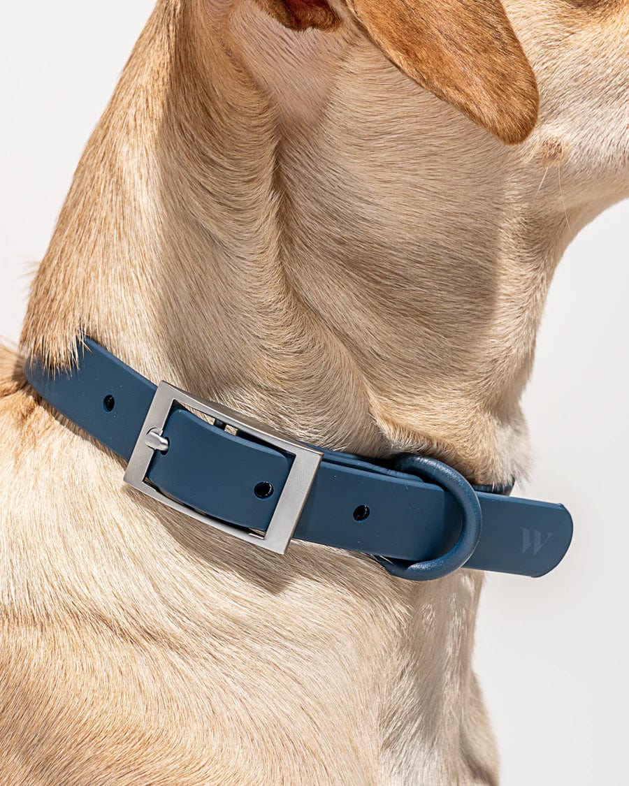 Wild One Pet Collar