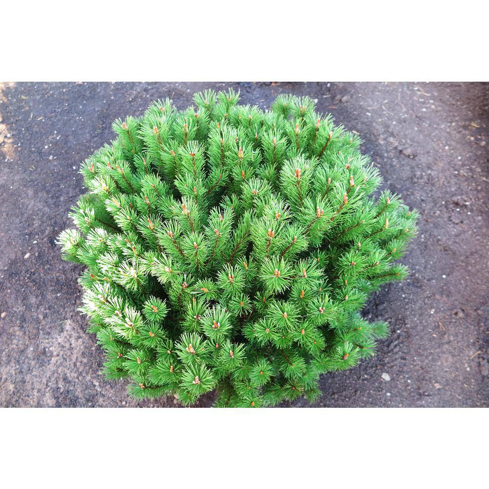 Online Orchards 1 Gal. Dwarf Mountain Pine Mugo Shrub CFMP001