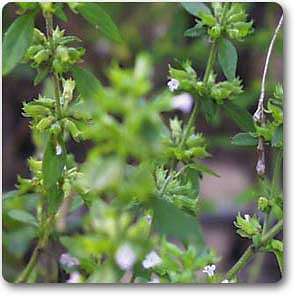 American pennyroyal - Plant