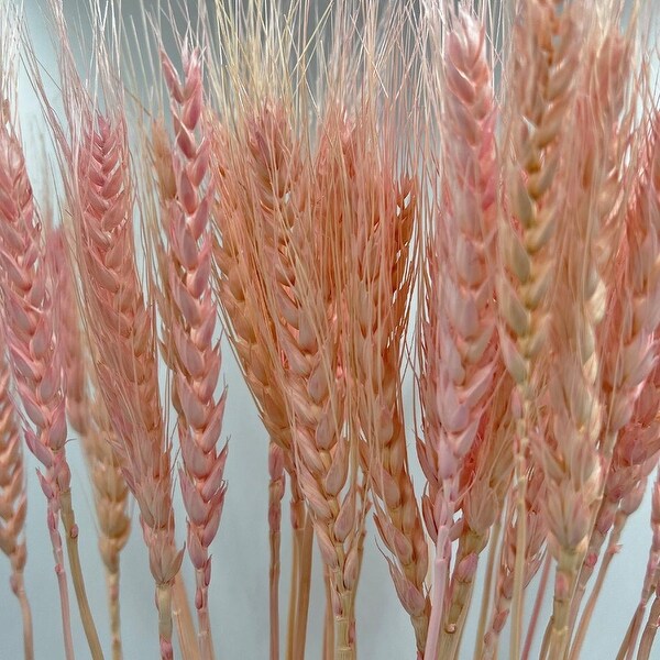 Bundle of 4 Dried wheat，50 pcs，24 long