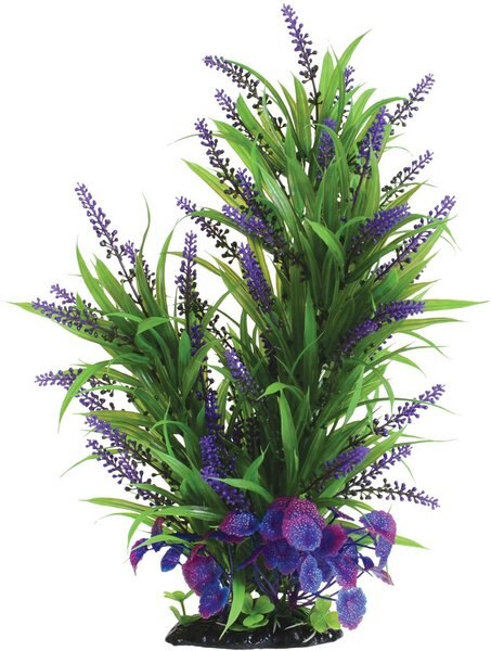 Underwater Treasures Purple Passion Fish Plant， 16-in