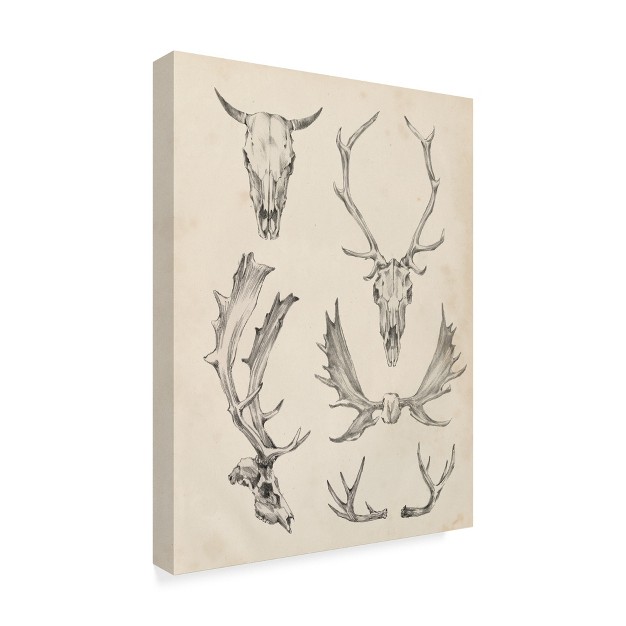 Ethan Harper quot skull And Antler Study Ii x27 Canvas Art Trademark Fine Art