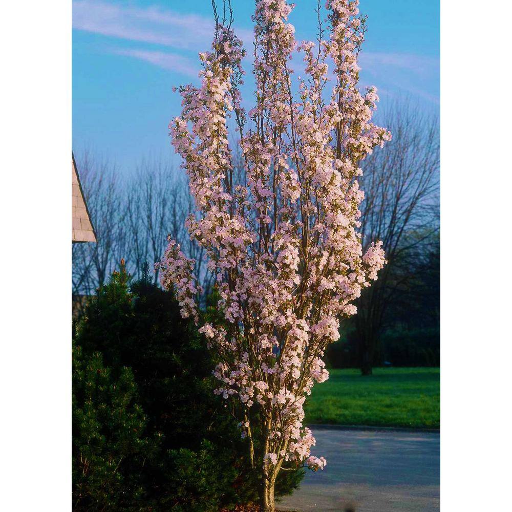 Online Orchards 3 ft. Amanogawa Cherry Blossom Tree with Narrow Columnar Growth and Profuse Pale Pink Flowers FLCH209