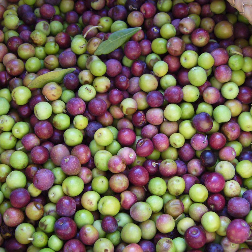 2 ft. - 3 ft. Arbequina Olive (2-Pack) THD00129
