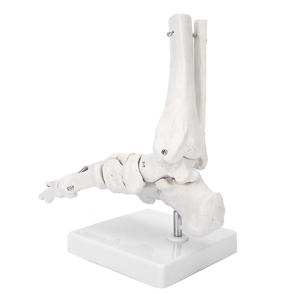 Foot Ankle Joint Model Demonstration Human Foot Teaching Model With Base