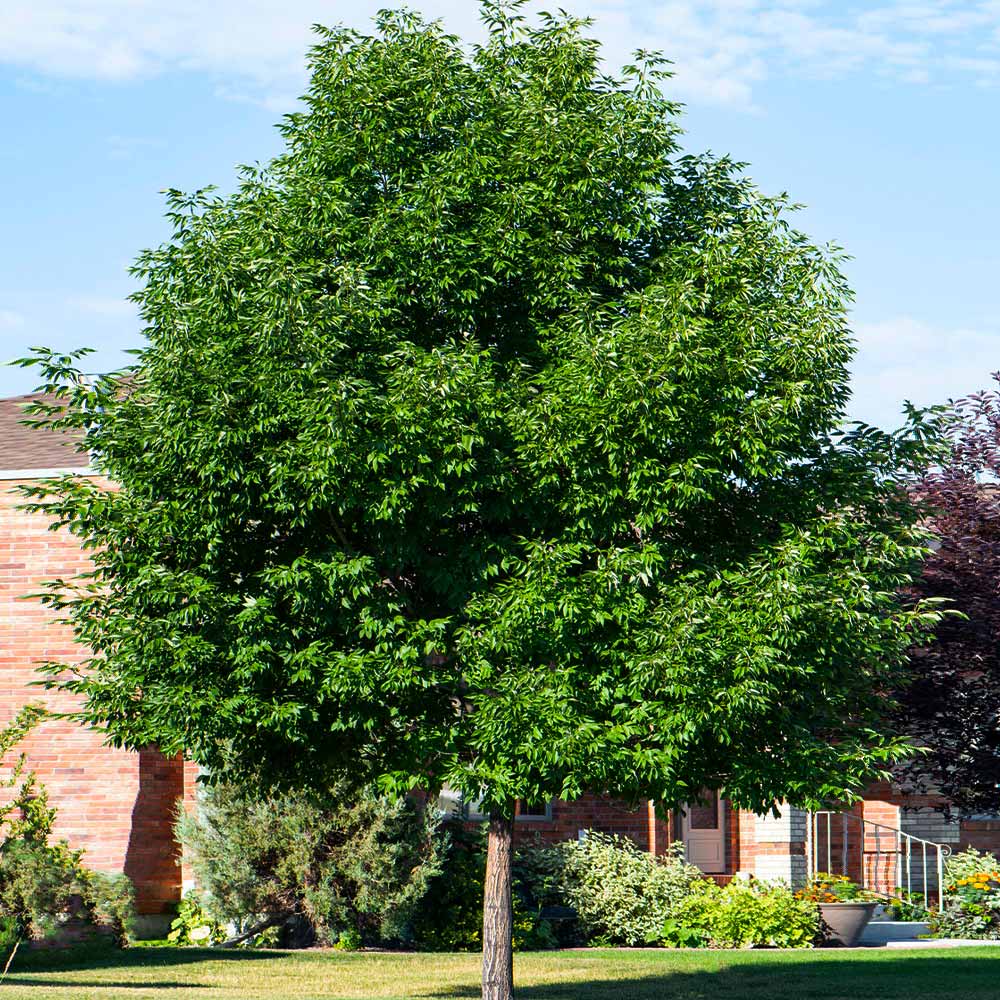 Patmore Green Ash Tree