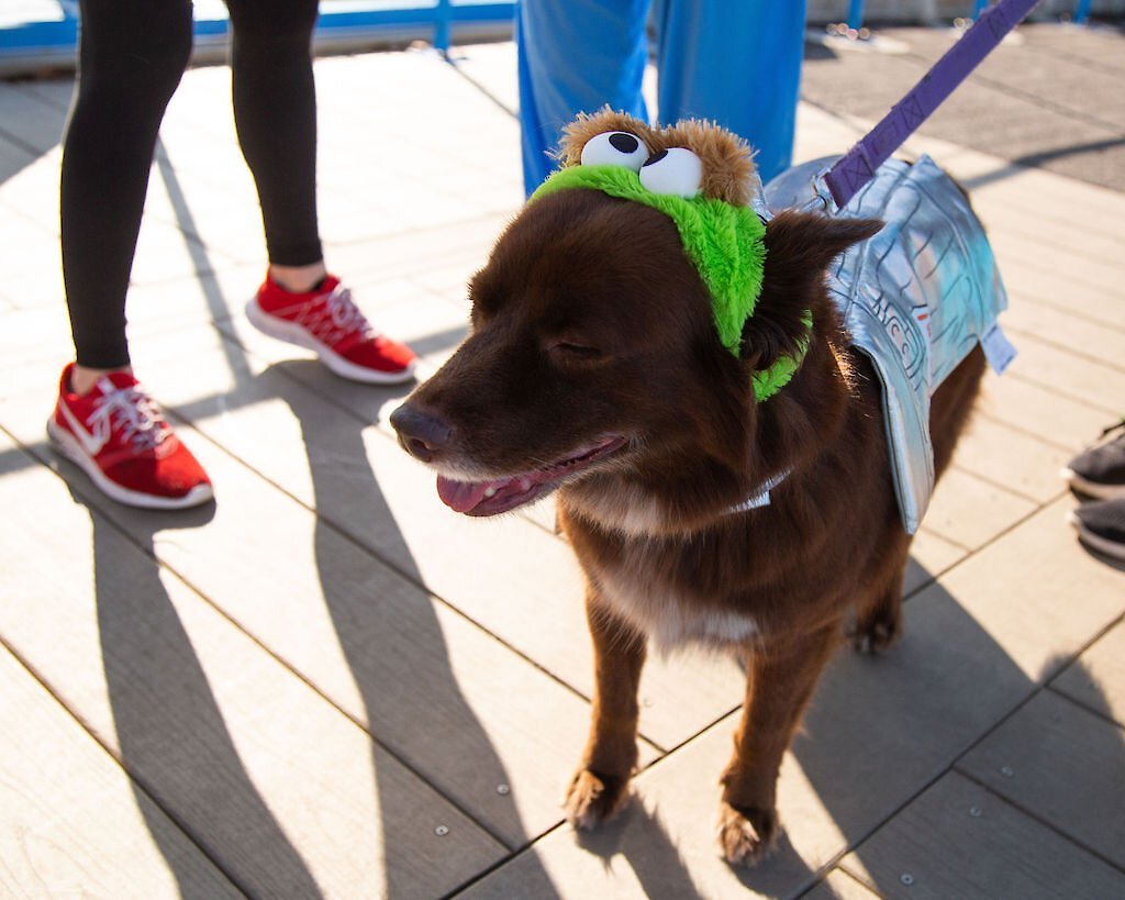 Pet Krewe Sesame Street Oscar The Grouch Dog and Cat Costume