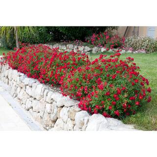 Drift 3 Gal. Red Drift Rose Bush with Red Flowers (2-Pack) THD00085